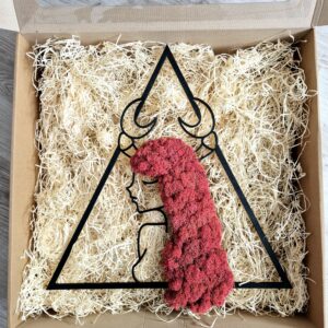 Dekoracja z chrobotka reniferowego przedstawiająca kobietę Rak - znak zodiaku Rak. Obraz zapakowany jest w pudełko z okienkiem, gotowy do wręczenia.