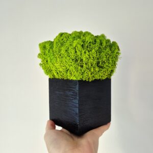 Ręcznie wykonana drewniana doniczka z chrobotkiem reniferowym. Doniczka jest w kolorze czarnym. Chrobotek jest w kolorze jasnozielonym. Szerokość doniczki to 10 cm.