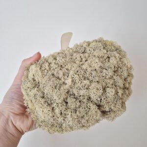 Dynia z mchem dekoracyjnym - impregnowanym chrobotkiem reniferowym w kolorze beżowym. Wymiar 18 cm.