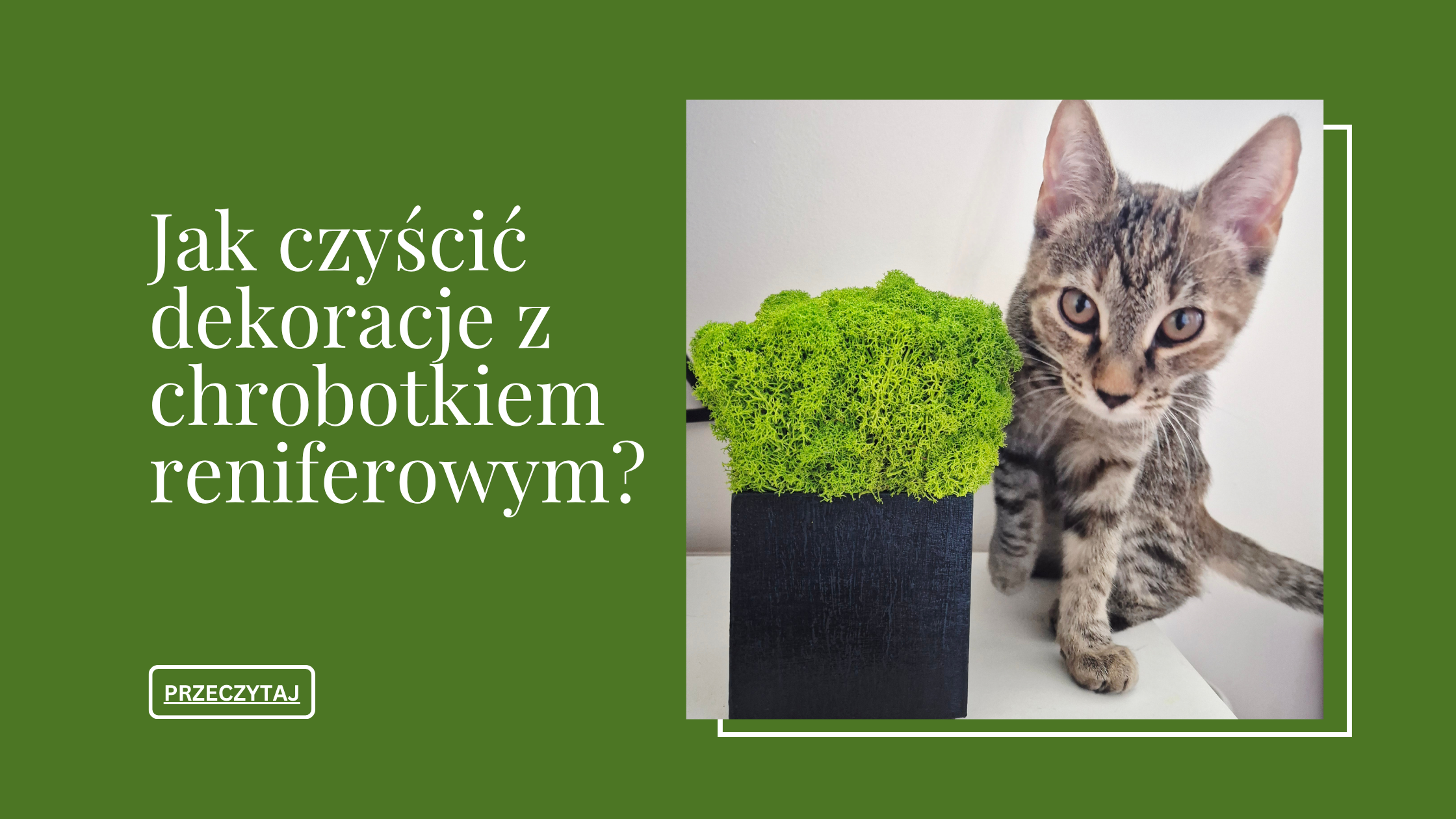 Dzięki tym prostym zasadom dekoracje z chrobotkiem reniferowym zachowają świeży, naturalny wygląd przez długie lata. To materiał, który nie wymaga wiele — wystarczy odrobina uwagi, by każdego dnia zachwycał swoim kolorem i fakturą.