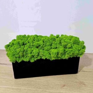 Dekoracyjna drewniana doniczka w kolorze czarnym z żywym, jasnozielonym chrobotkiem – stylowy akcent do każdego wnętrza, 30 cm.