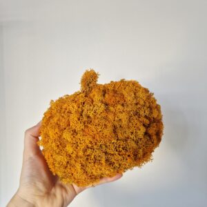 Dynia z mchem dekoracyjnym - impregnowanym chrobotkiem reniferowym w kolorze pomarańczowym. Wymiar 18 cm.
