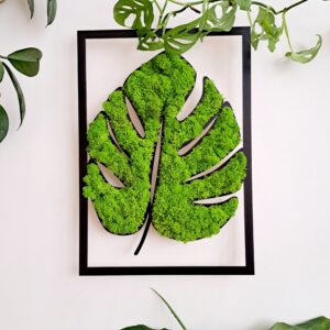 Obraz Liść monstery z jasnozielonym chrobotkiem reniferowym w czarnej ramie, dekoracja ścienna 42x30 cm, zawieszona i zaprezentowana na ścianie w jasnym kolorze w otoczeniu zielonych roślin domowych.