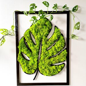 Dekoracyjny liść monstery z jasnozielonym chrobotkiem reniferowym, wymiary 42x60 cm, zawieszony na ścianie, naturalny i przytulny wygląd wnętrza.