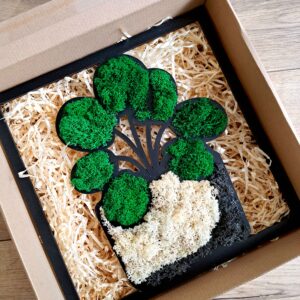 Dekoracja wnętrza. Obraz pilea z chrobotkiem reniferowym w formie kwiatu doniczkowego, liście ciemnozielone, doniczka biało-czarna, wymiary 30x30 cm.